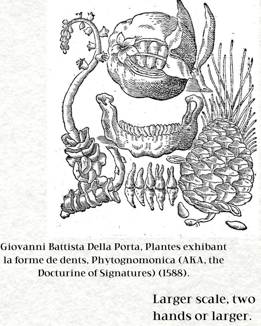 Giovanni Battista Della Porta, Plantes exhibant la forme de dents