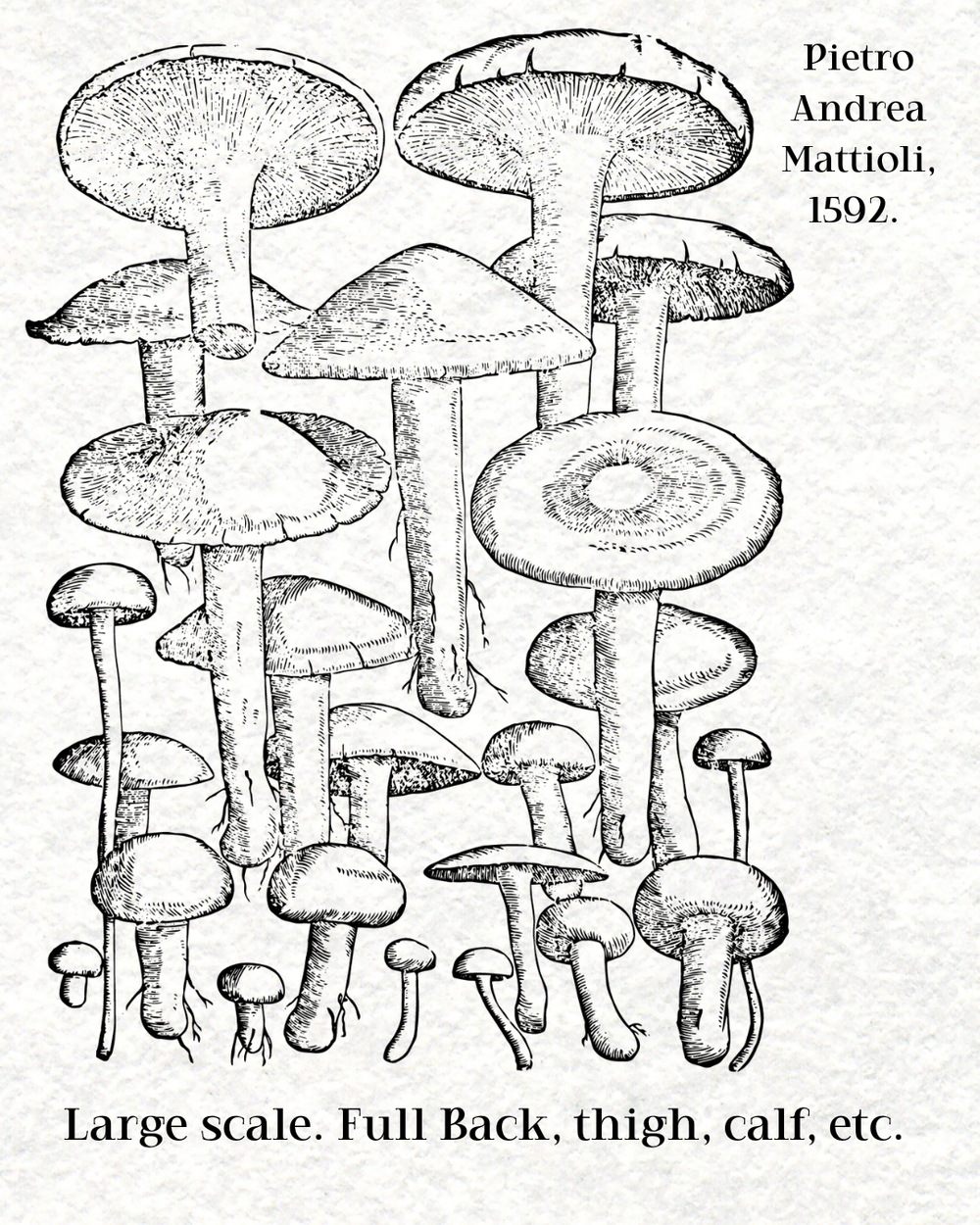 Mushrooms by Pietro Andrea Mattioli