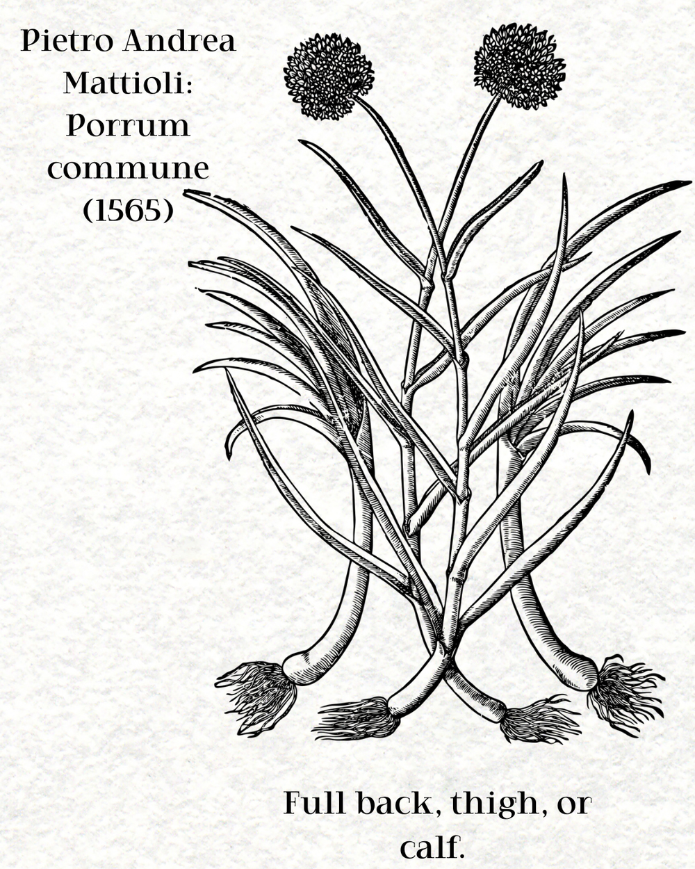 Pietro Andrea Mattioli: Porrum commune