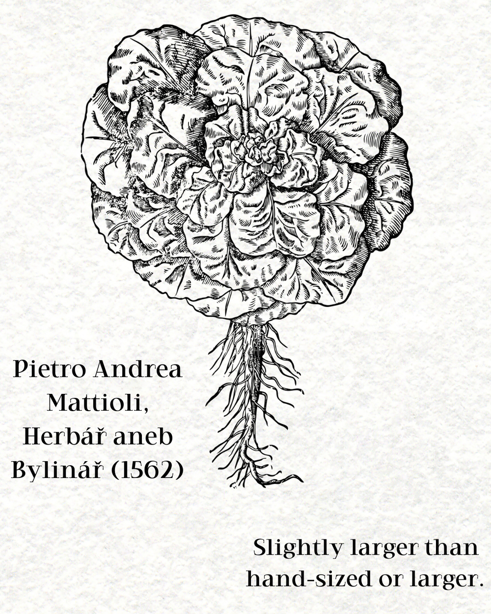 Pietro Andrea Mattioli: Herbář aneb Bylinář