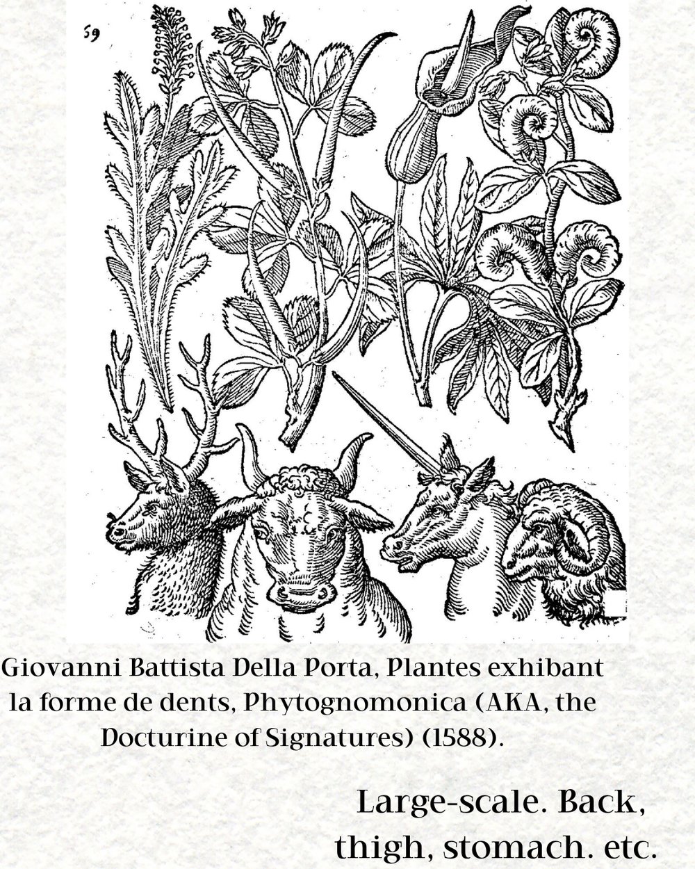 Giovanni Battista Della Porta, Plantes Exhibant La Forme De Dents
