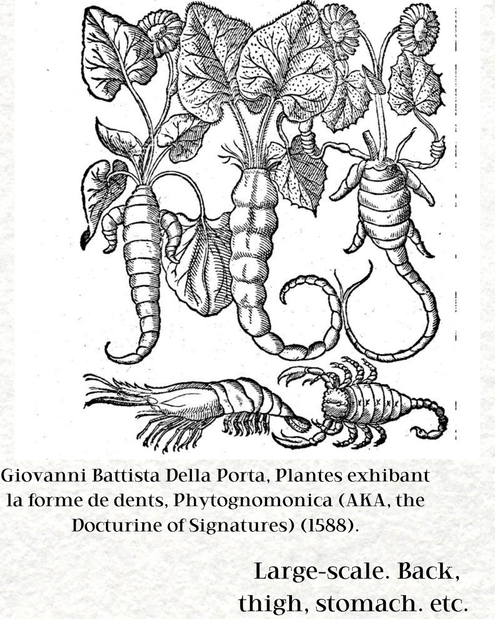 Giovanni Battista Della Porta, Plantes Exhibant La Forme De Dents