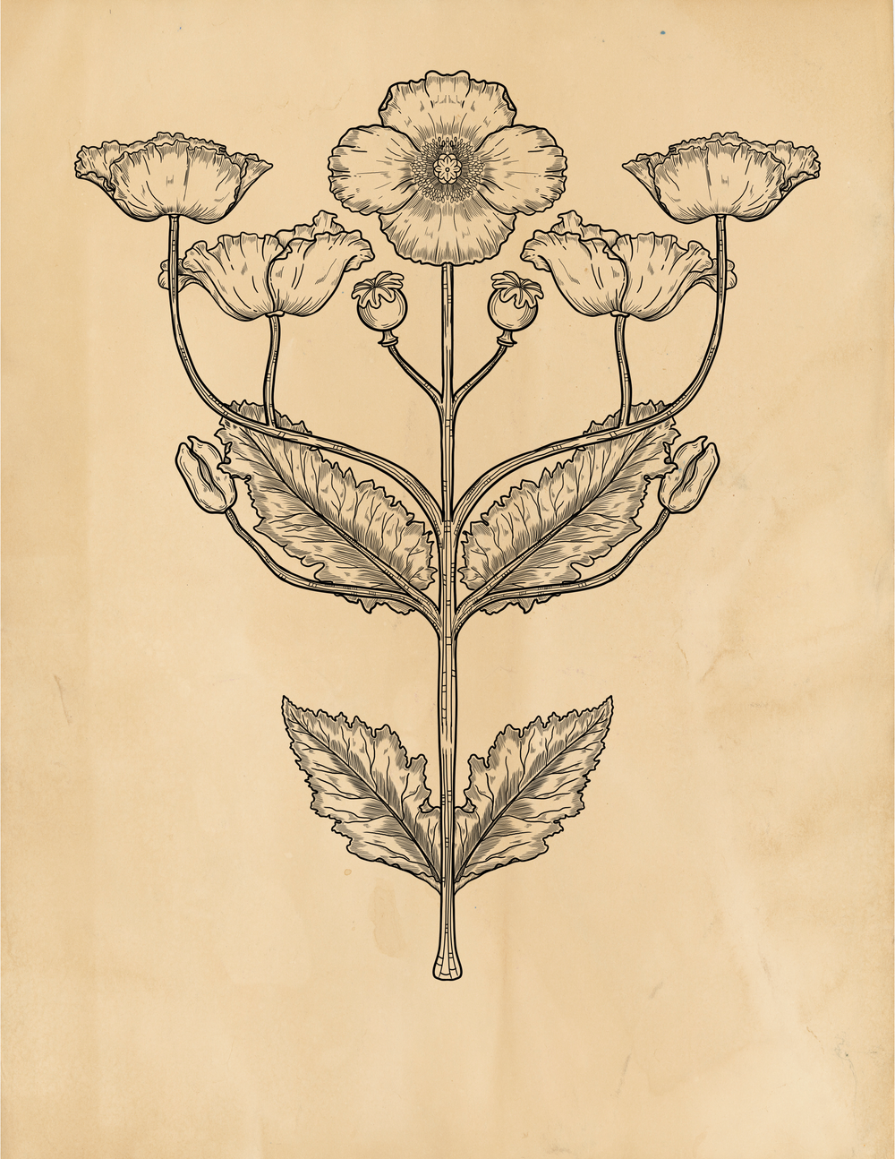 Poppy Blooms 