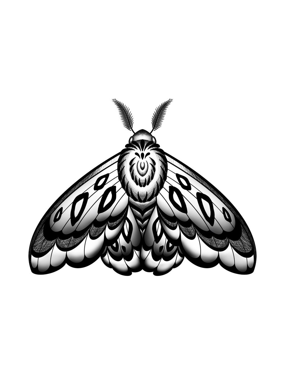 Moth