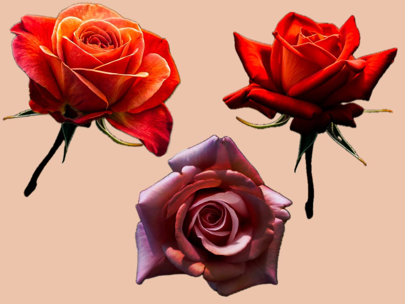 Realistic Roses
