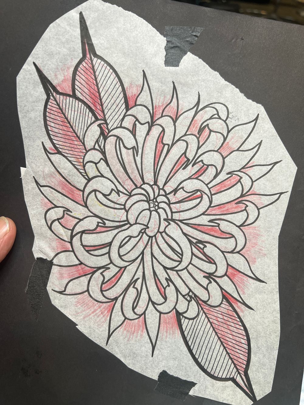 Chrysanthemum
