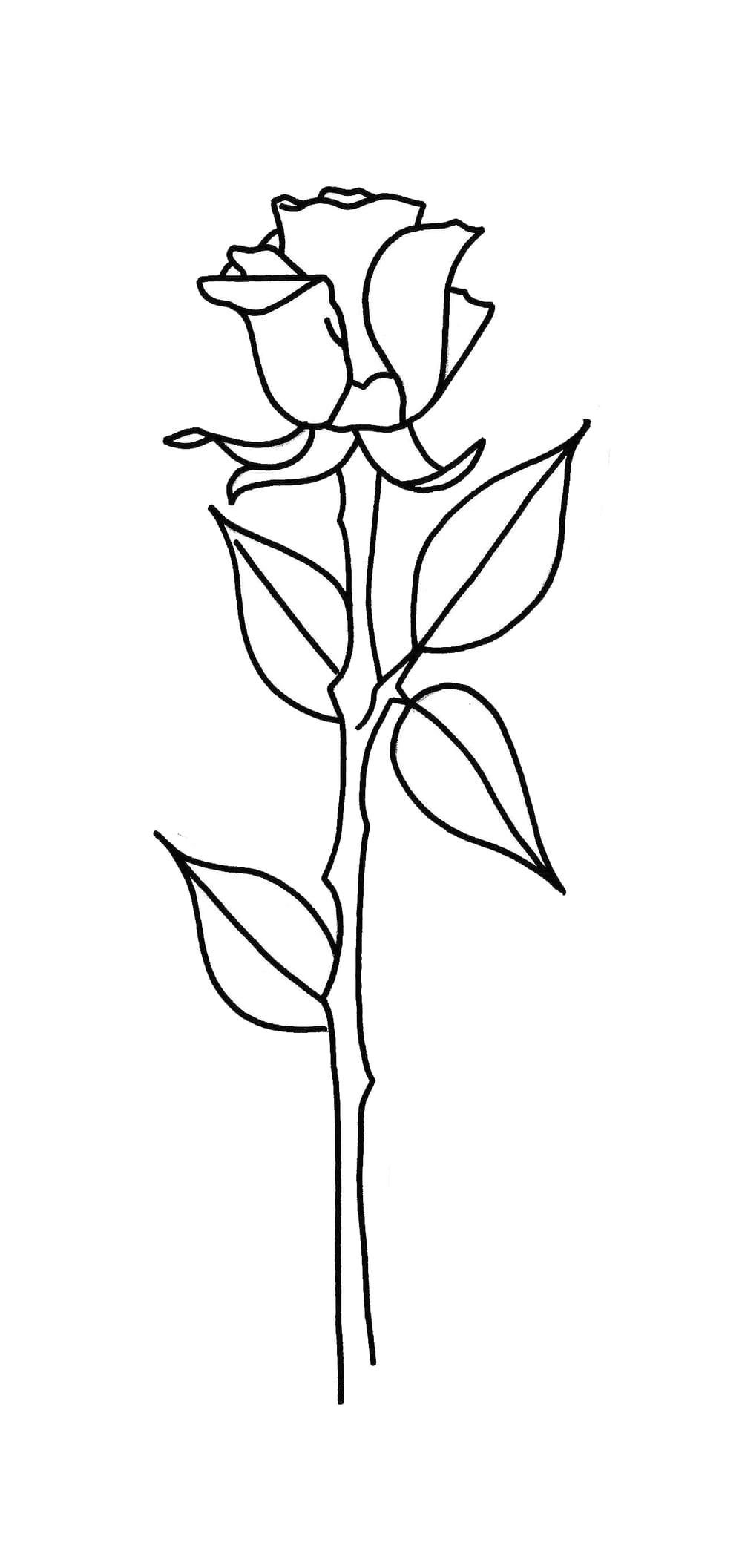 Vertical Rose