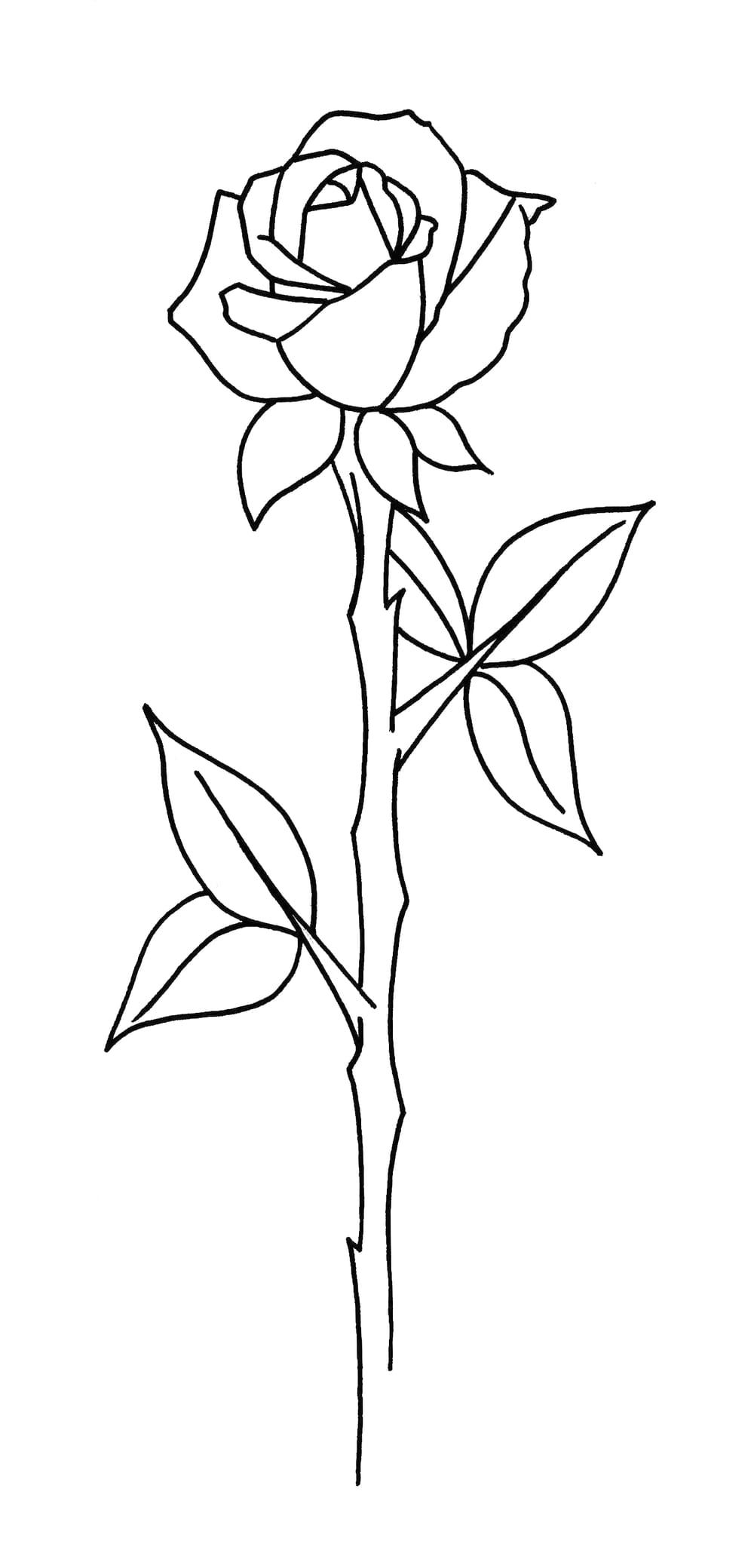 Vertical Rose 02-2024