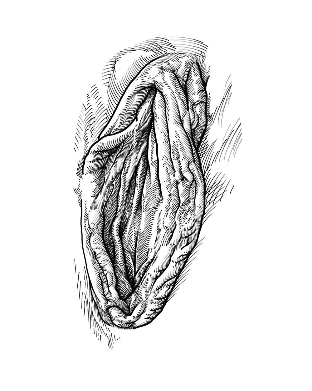 Vulva I