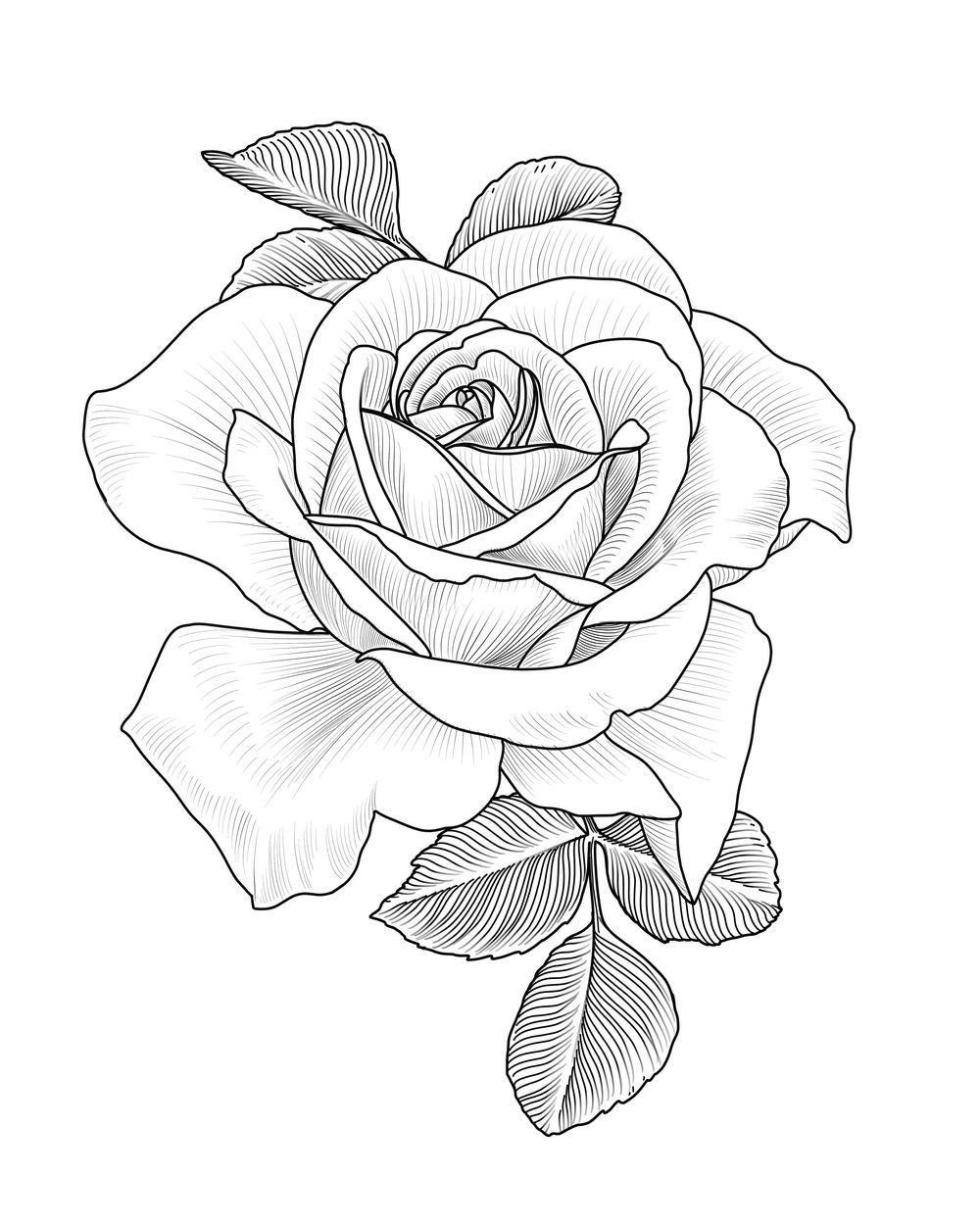 Rose II