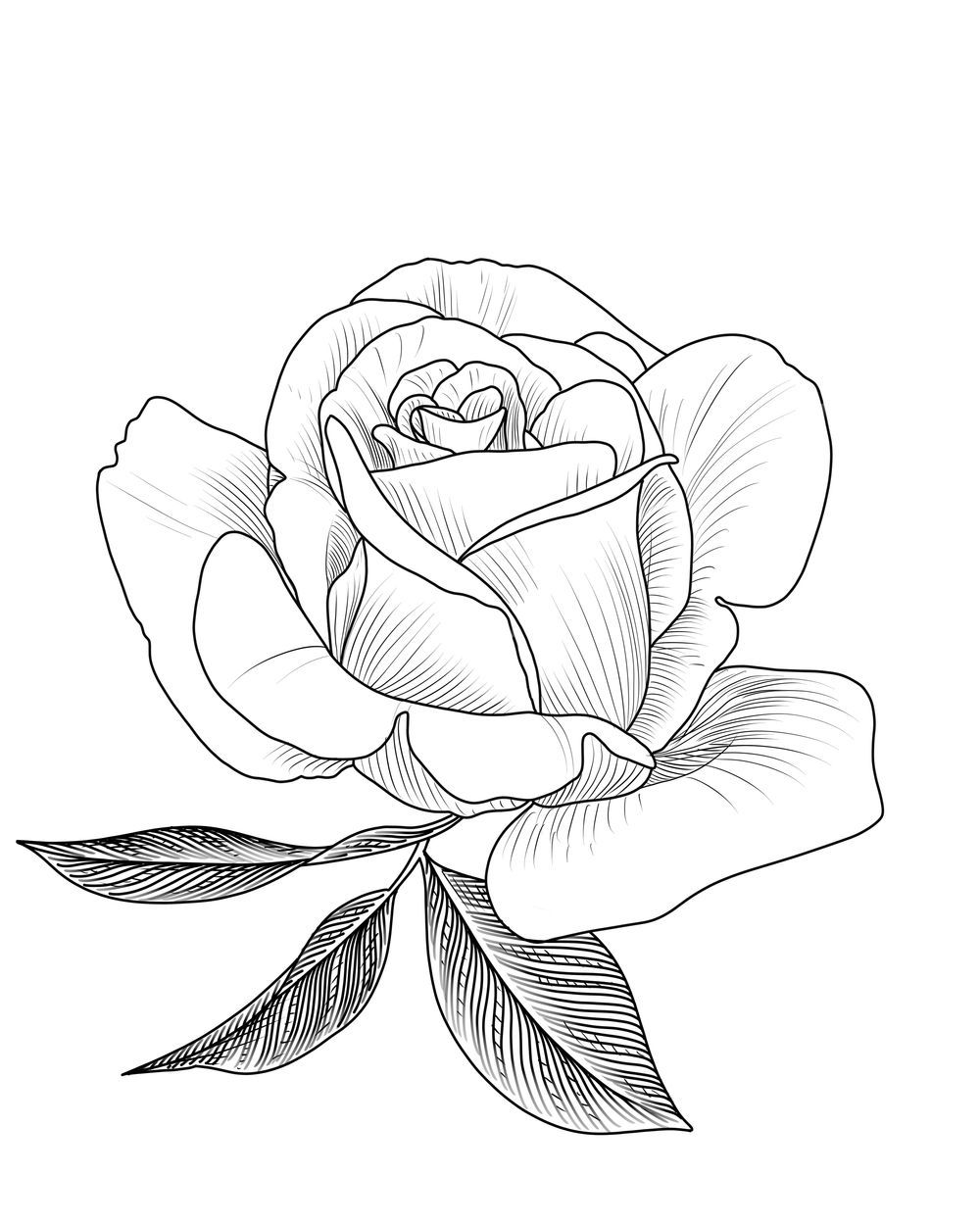 Rose III