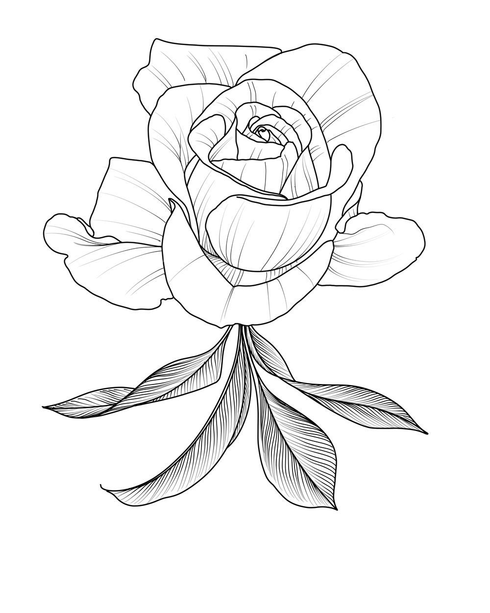 Rose IV