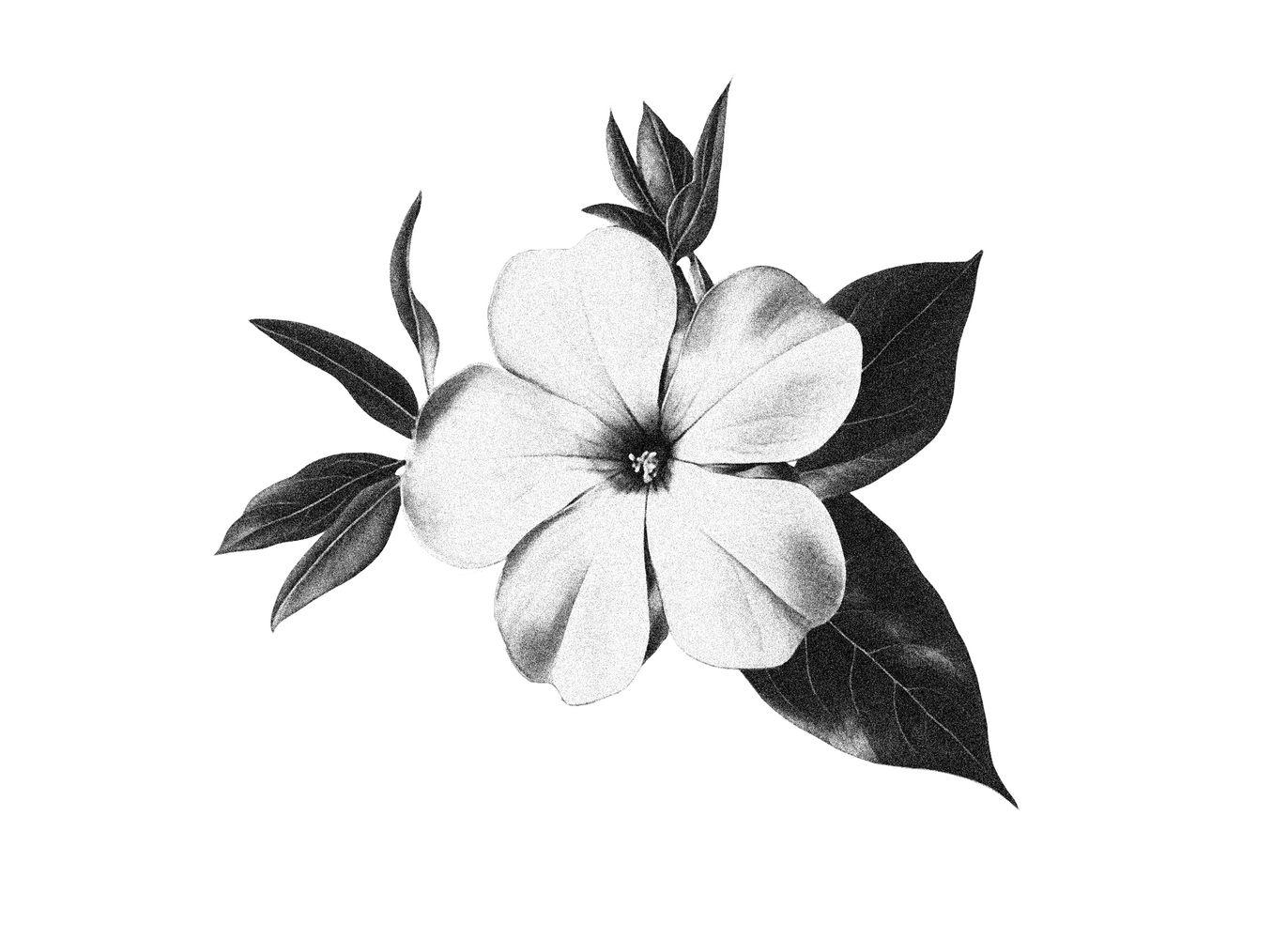 Periwinkle 02