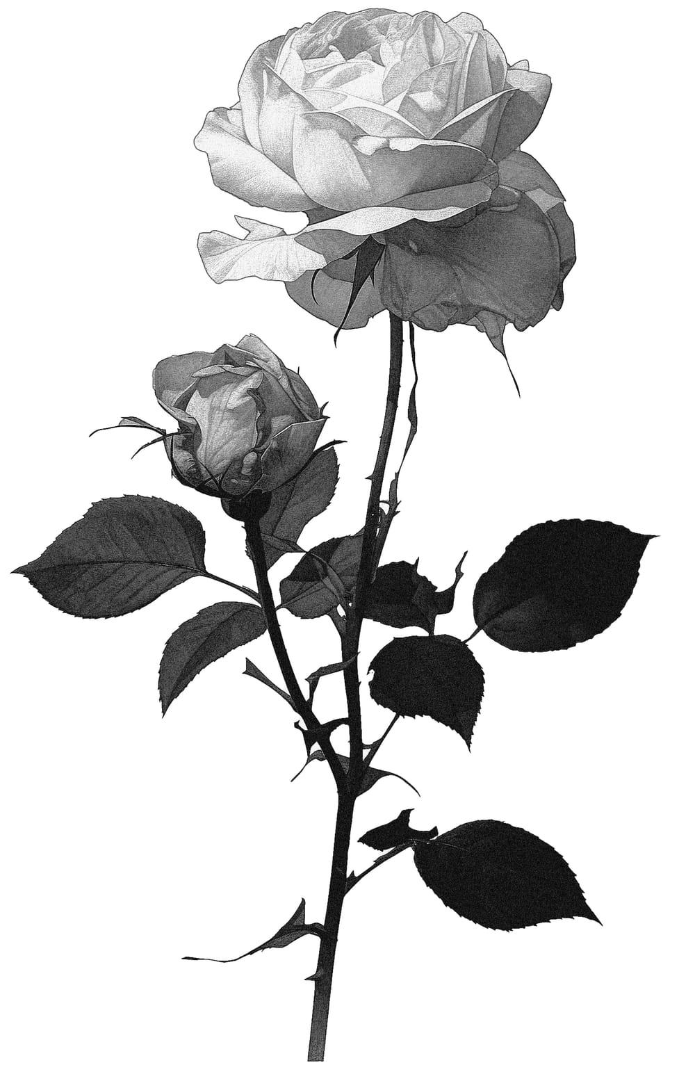 Long Stem Rose