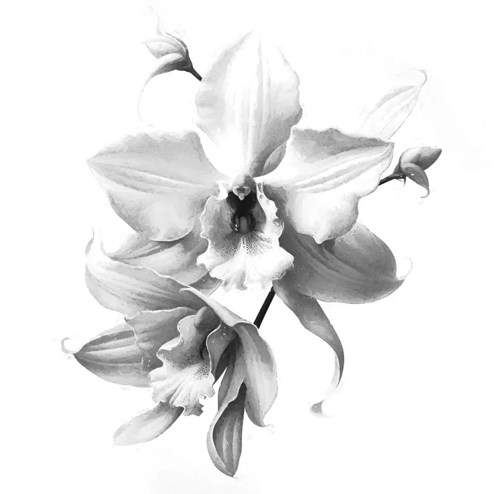 Mercurial Orchids