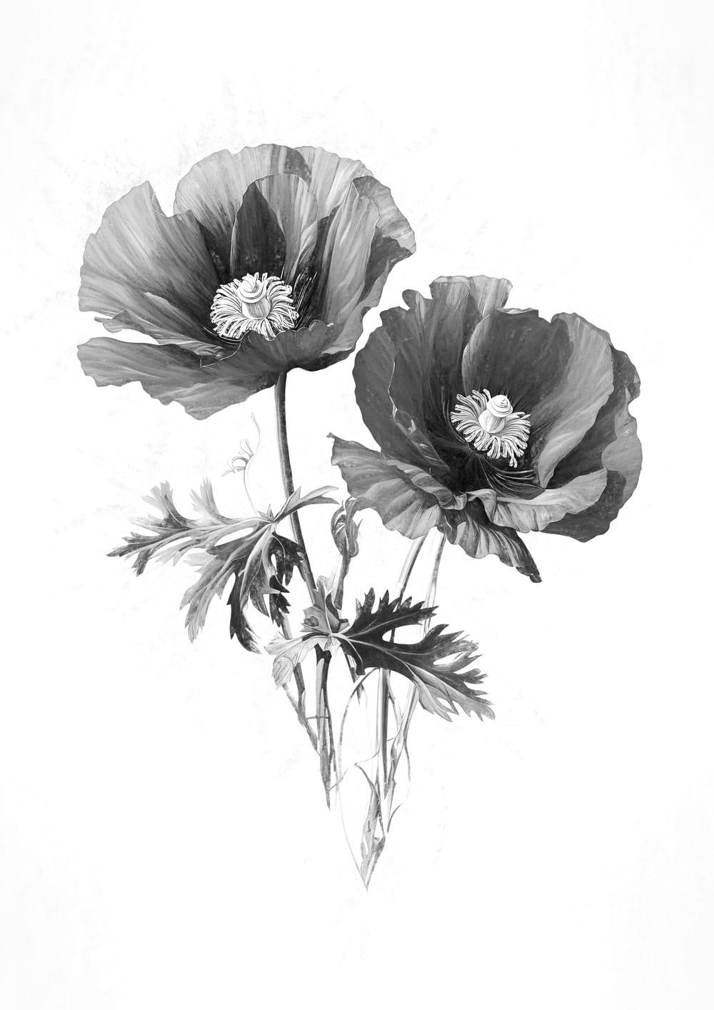 Two Poppies