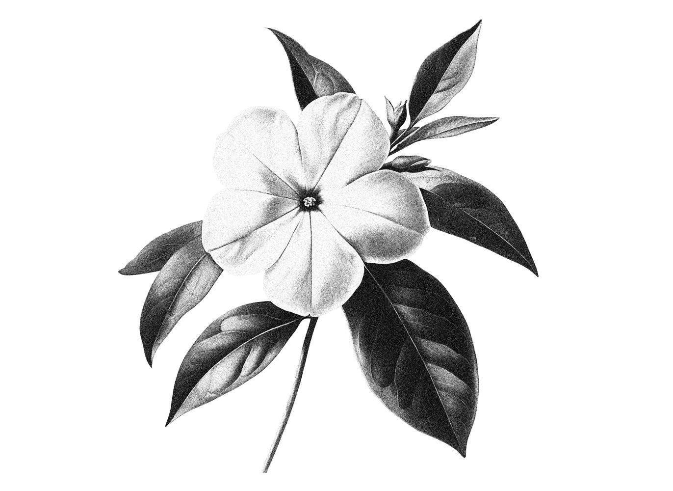 Periwinkle 04