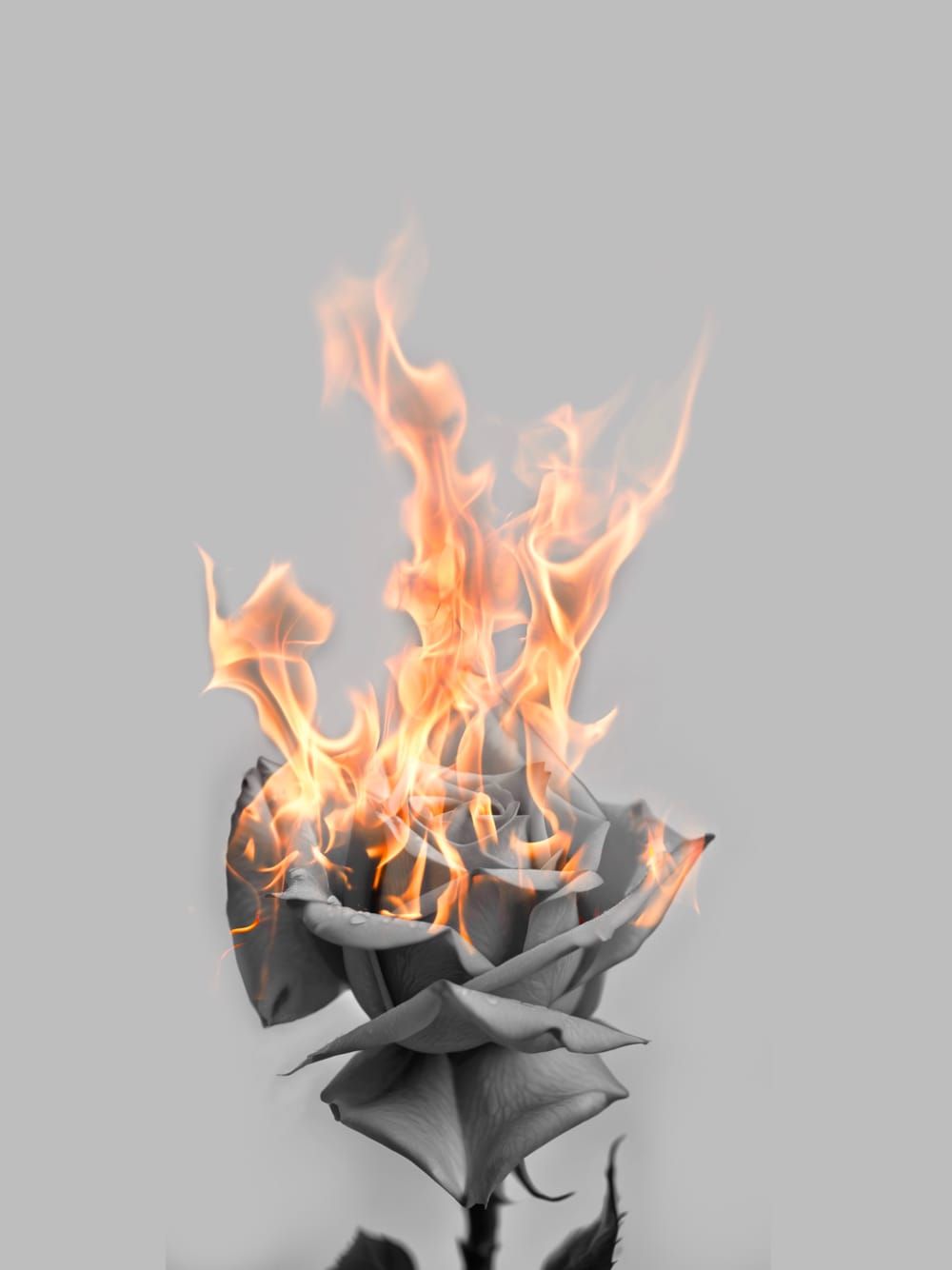Black & Grey Rose