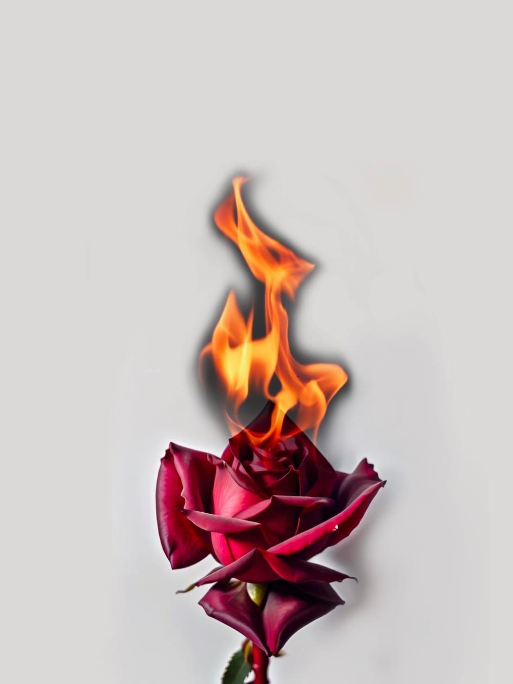Red Rose