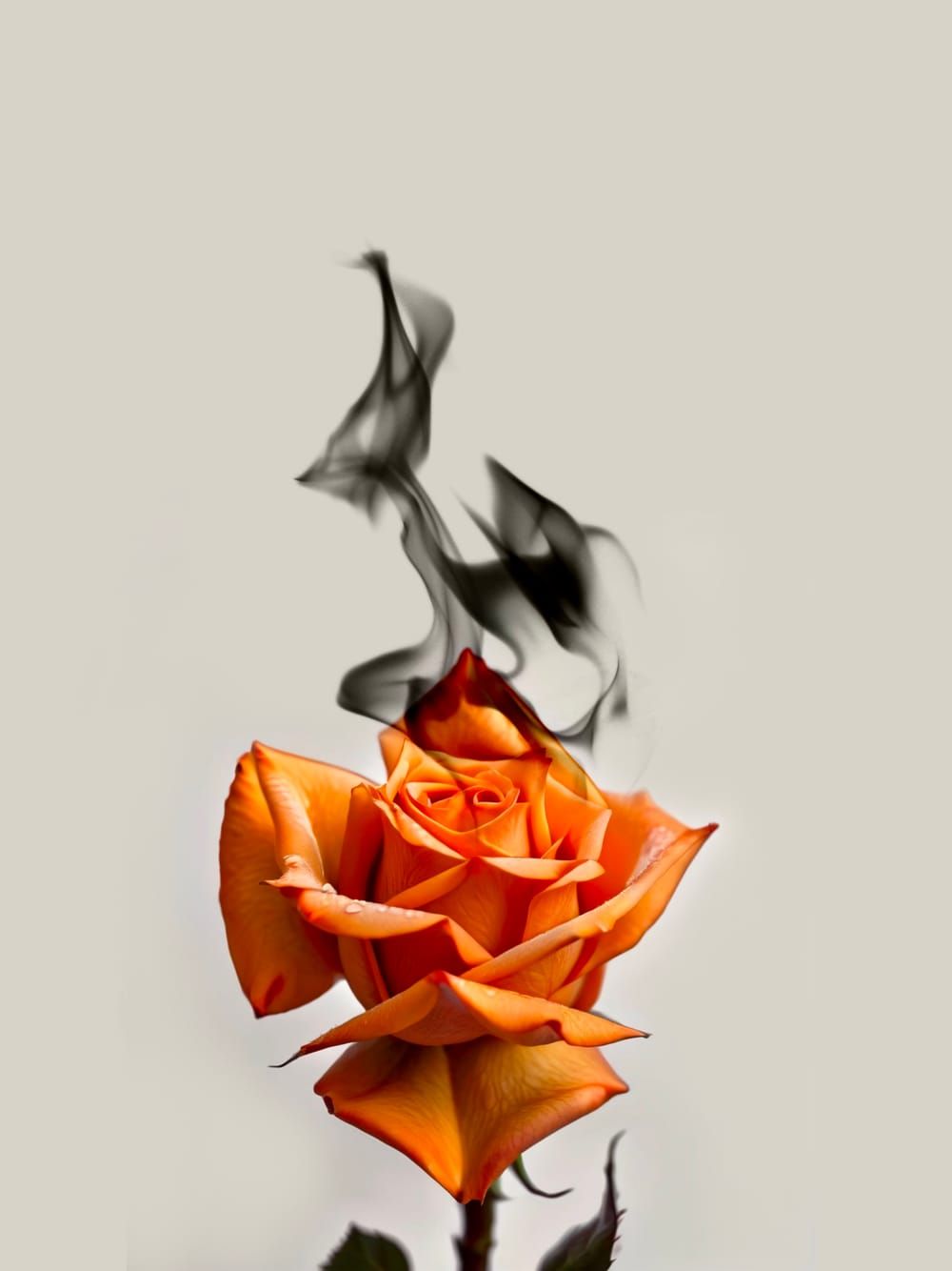 Orange Rose