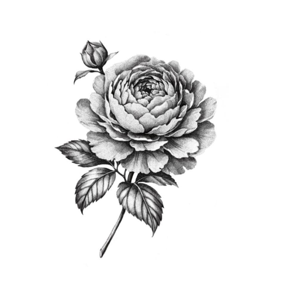 Peony Flower