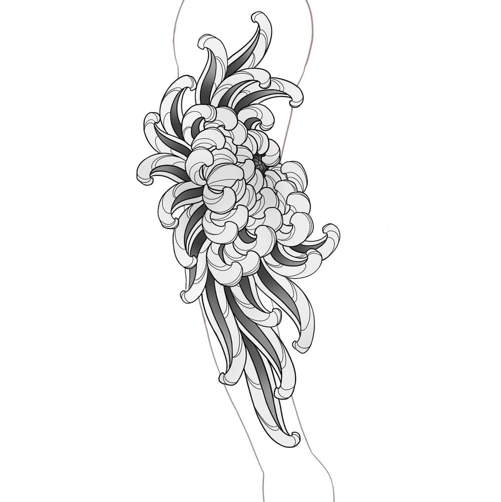 Chrysanthemum 