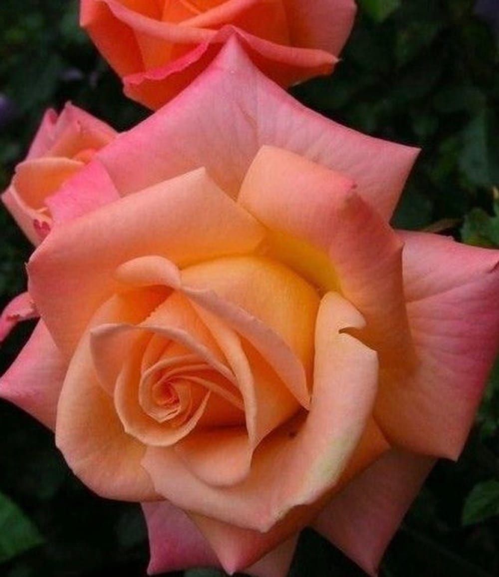 Rose 🌹 